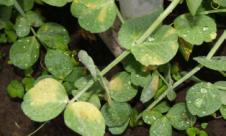 Mana mazării Mana mazării